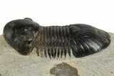 Bargain Paralejurus Trilobite Fossils - 2 to 3" - Photo 10